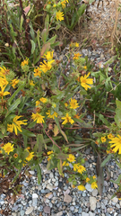 Grindelia integrifolia