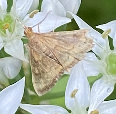 Ostrinia nubilalis