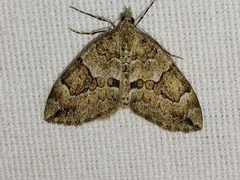 Thera variata