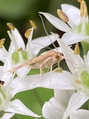 Ostrinia nubilalis