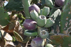 Opuntia megapotamica