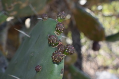 Opuntia megapotamica