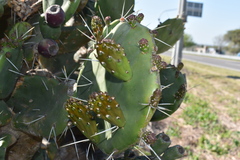 Opuntia megapotamica