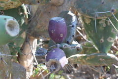 Opuntia megapotamica