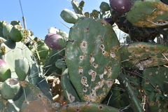 Opuntia megapotamica