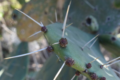Opuntia megapotamica