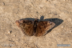 Erynnis baptisiae