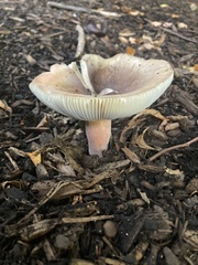 Russula mariae