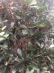 Rhoicissus revoilii