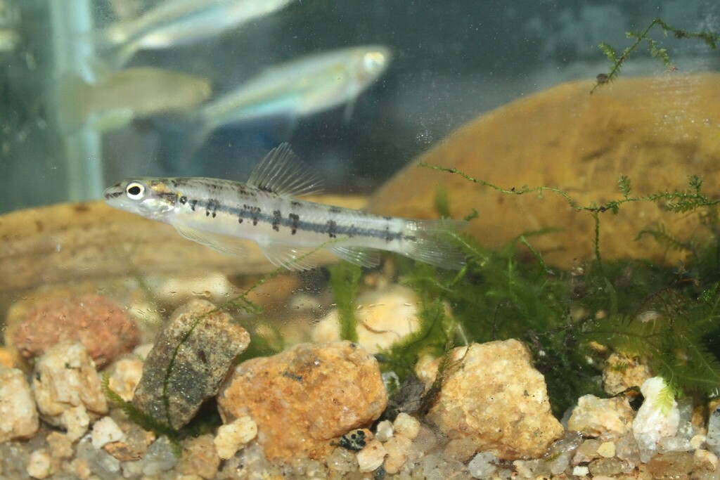 Banded characidium (Characidium fasciatum) — Crenuchidae