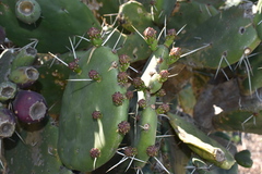 Opuntia megapotamica