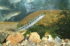 Characidium fasciatum