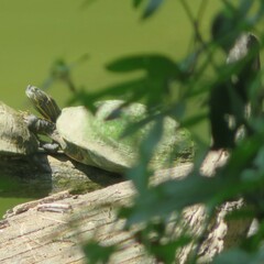 Pseudemys concinna concinna