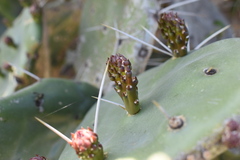 Opuntia megapotamica
