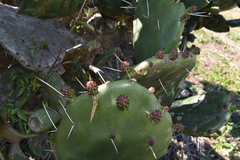 Opuntia megapotamica