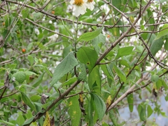 Montanoa