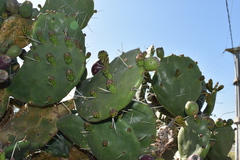 Opuntia megapotamica