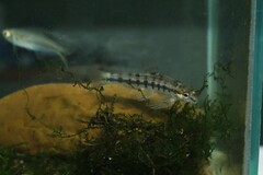 Characidium fasciatum
