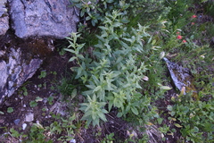 Eucephalus engelmannii