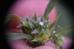 Eucephalus engelmannii