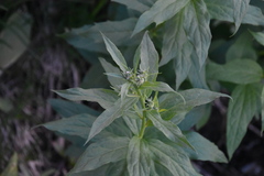 Eucephalus engelmannii