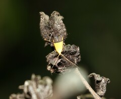 Crocanthes micradelpha