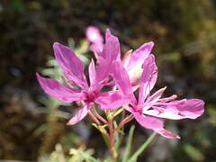 Chamaenerion dodonaei