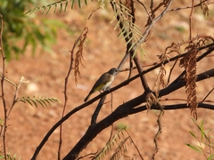 Conopophila rufogularis