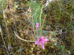 Chamaenerion dodonaei
