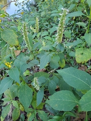 Agastache scrophulariifolia