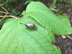 Succinea putris