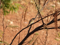 Conopophila rufogularis
