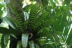 Vriesea hieroglyphica