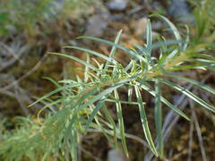 Chamaenerion dodonaei