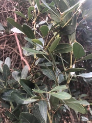 Rhoicissus revoilii