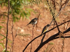 Conopophila rufogularis