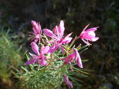 Chamaenerion dodonaei