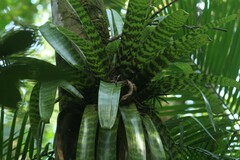 Vriesea hieroglyphica