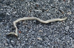 Thamnophis marcianus