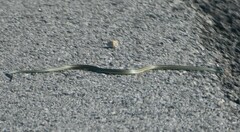 Thamnophis proximus orarius