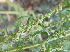 Artemisia biennis