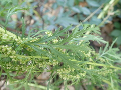 Artemisia biennis