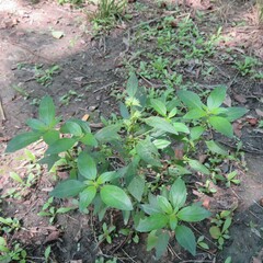 Acalypha virginica
