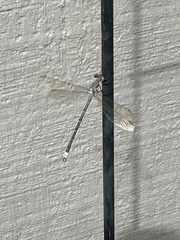 Archilestes californicus