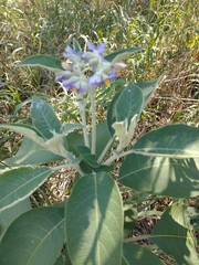 Solanum granulosoleprosum