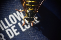 Chrysotoxum