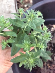Symphyotrichum oblongifolium