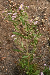 Symphyotrichum subspicatum