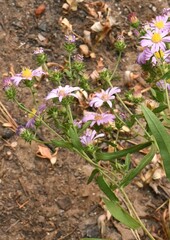 Symphyotrichum subspicatum
