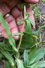 Symphyotrichum subspicatum